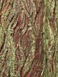 Dust Lichen on Western Redcedar bark