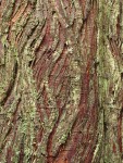 Dust Lichen on Western Redcedar bark