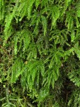 Menzies' Tree Moss