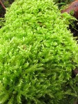 Moss (on fallen log)