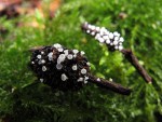 White Daisy Cup Fungi on Red Alder cones