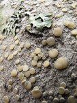 Crustose Lichen on Red Alder cones