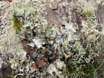 Ragbag Lichens among other lichens on Red Alder trunk