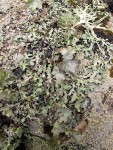 Lichens on Red Alder trunk