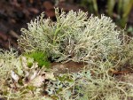 Globose Spear-holder Lichen on Red Alder trunk