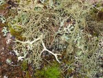 Lichens on Red Alder trunk