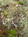 Lichens on Red Alder trunk