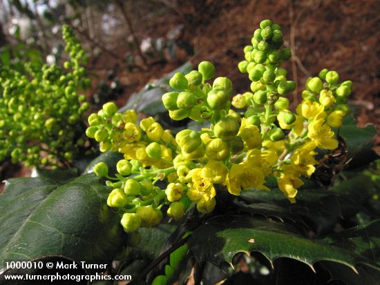 Mahonia aquifolium