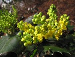 Shining Oregon-grape blossoms & foliage
