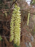 Common Filbert blossoms