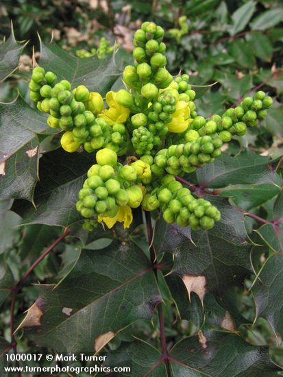 Mahonia aquifolium