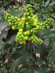 Shining Oregon-grape blossoms, buds & foliage