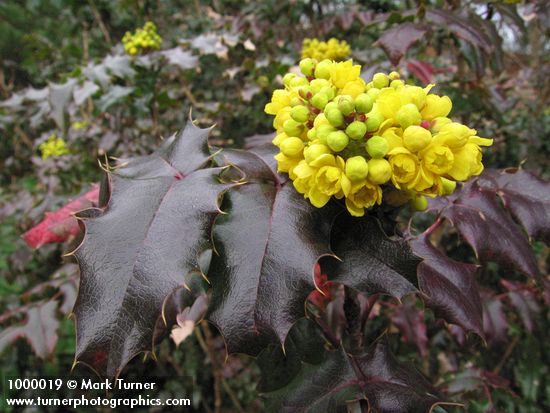 Mahonia aquifolium