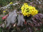 Shining Oregon-grape blossoms, buds & foliage