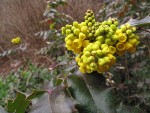 Shining Oregon-grape blossoms, buds & foliage