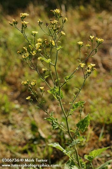 Lapsana communis