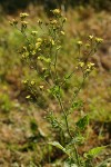 Nipplewort