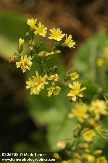 Lapsana communis