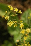 Nipplewort blossoms detail