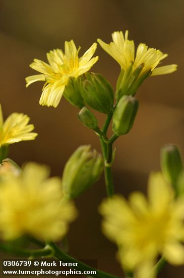 Lapsana communis