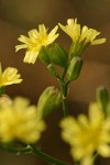 Nipplewort blossoms extreme detail