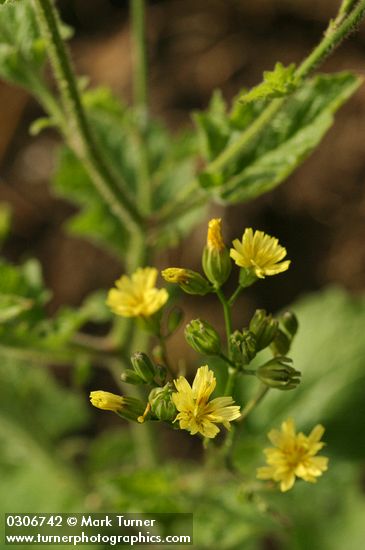 Lapsana communis