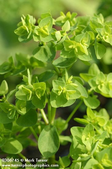 Euphorbia peplus