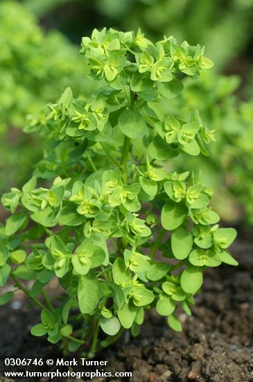 Euphorbia peplus