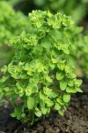 Petty Spurge