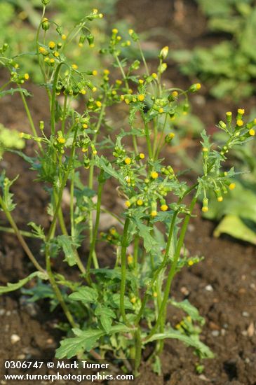 Senecio vulgaris