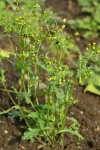 Common Groundsel