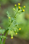 Common Groundsel blossoms & foliage detail