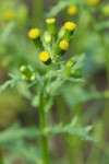 Common Groundsel blossoms detail