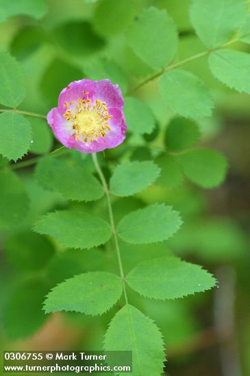 Rosa gymnocarpa