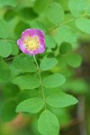 Baldhip Rose blossom & foliage detail