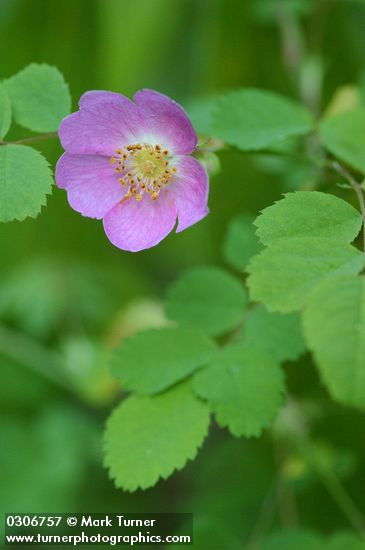 Rosa gymnocarpa