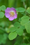 Baldhip Rose blossom & foliage detail