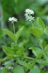 Yerba de Selva blossoms & foliage