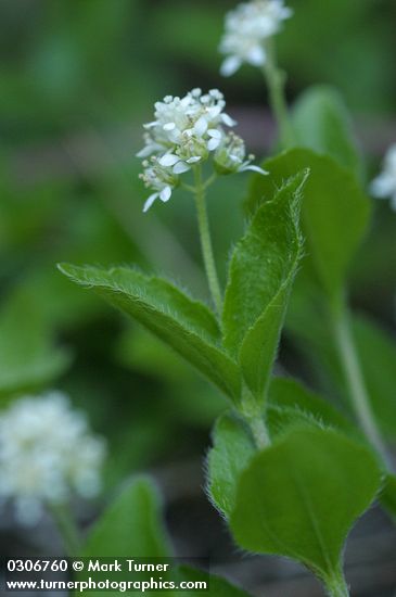 Whipplea modesta