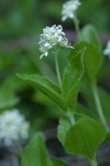 Yerba de Selva blossoms & foliage detail