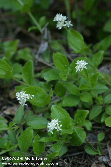 Whipplea modesta