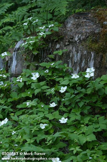 Anemone deltoidea; Cornus canadensis