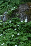 Columbia Windflower & Bunchberry massed around stump