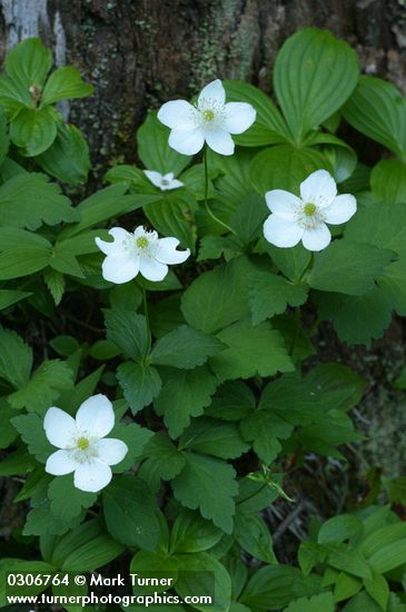 Anemone deltoidea