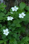 Columbia Windflowers