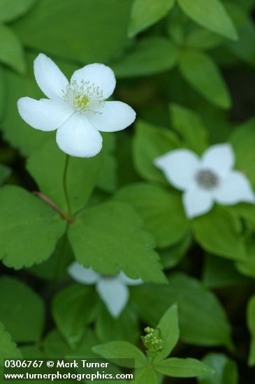 Anemone deltoidea