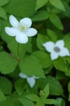 Columbia Windflower blossom & foliage w/ Bunchberry soft bkgnd