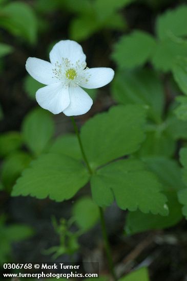 Anemone deltoidea