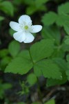 Columbia Windflower blossom & foliage