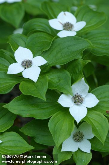 Cornus canadensis